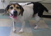 Ivy-ADOPTED 03.02.13