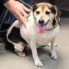 Ivy-ADOPTED 03.02.13