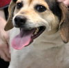 Ivy-ADOPTED 03.02.13