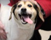 Ivy-ADOPTED 03.02.13