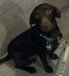 Tinsel-ADOPTED 01.18.13
