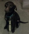 Tinsel-ADOPTED 01.18.13