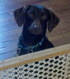 Tinsel-ADOPTED 01.18.13