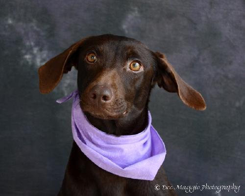 Tinsel-ADOPTED 01.18.13
