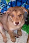 Lg Litter Colinda - ADOPTED 12.30.12