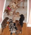 Lg Litter Colinda - ADOPTED 12.30.12