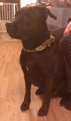Ruthie-ADOPTED 02.18.13