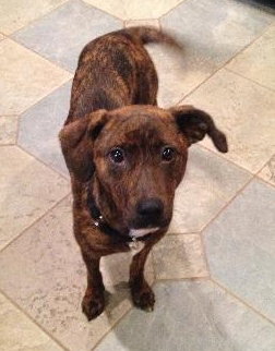 Starr-ADOPTED 01.12.13