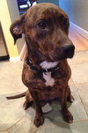 Starr-ADOPTED 01.12.13