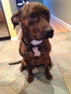 Starr-ADOPTED 01.12.13