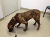 Starr-ADOPTED 01.12.13