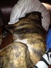 Starr-ADOPTED 01.12.13