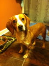 Boe-ADOPTED 01.12.13