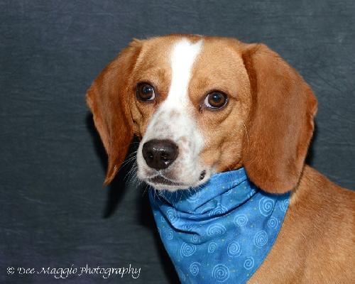 Boe-ADOPTED 01.12.13