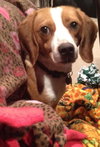 Boe-ADOPTED 01.12.13