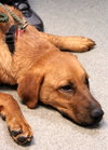 Nicholas-ADOPTED 05.05.13