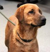 Nicholas-ADOPTED 05.05.13