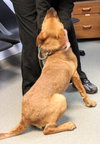 Nicholas-ADOPTED 05.05.13