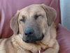 Nicholas-ADOPTED 05.05.13