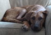 Nicholas-ADOPTED 05.05.13