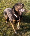 Quinn-ADOPTED 02.04.13