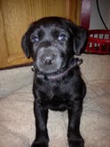 Mg Litter Violet Gray - ADOPTED 01.19.13