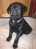 Mg Litter Patty - ADOPTED 01.28.13