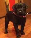 Mg Litter Patty - ADOPTED 01.28.13