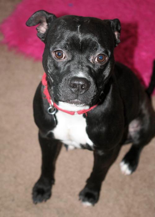 Trixie-ADOPTED 01.11.13