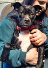 Trixie-ADOPTED 01.11.13