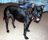 Trixie-ADOPTED 01.11.13