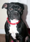 Trixie-ADOPTED 01.11.13