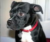 Trixie-ADOPTED 01.11.13