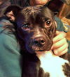 Trixie-ADOPTED 01.11.13