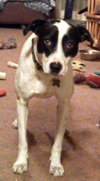 Peter-ADOPTED 02.02.13