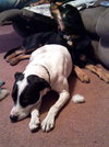 Peter-ADOPTED 02.02.13