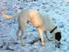 Peter-ADOPTED 02.02.13