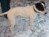 Peter-ADOPTED 02.02.13