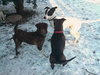 Peter-ADOPTED 02.02.13