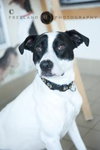 Peter-ADOPTED 02.02.13