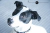 Peter-ADOPTED 02.02.13