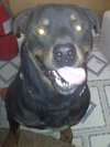 Thor-ADOPTED 03.15.13