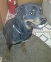 Thor-ADOPTED 03.15.13