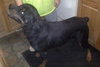 Thor-ADOPTED 03.15.13