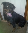 Thor-ADOPTED 03.15.13