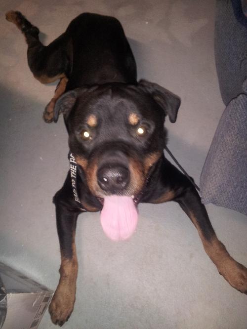 Thor-ADOPTED 03.15.13