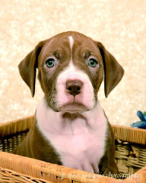 Ng Litter Prince Harry - ADOPTED 01.29.13