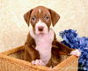 Ng Litter Prince Harry - ADOPTED 01.29.13