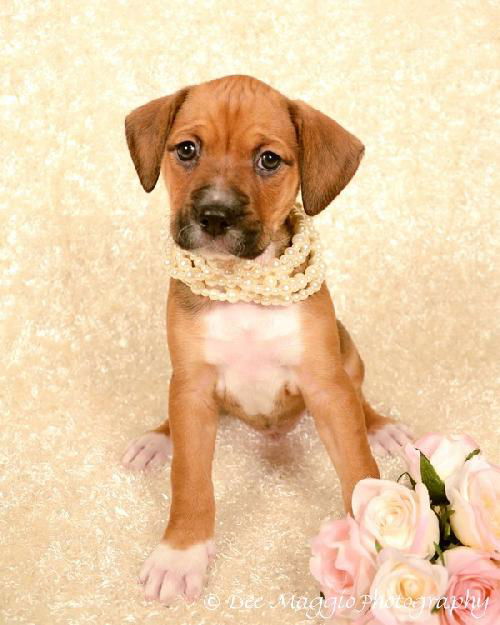 Ng Litter Princess Ariel - ADOPTED 01.16.13