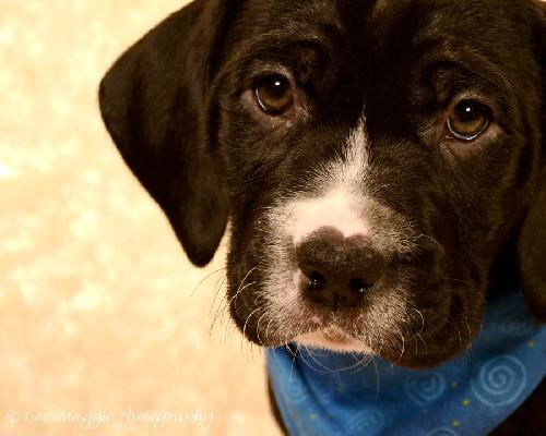 Ng Litter Prince William - ADOPTED 02.03.13
